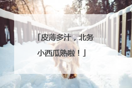 皮薄多汁，北务小西瓜熟啦！