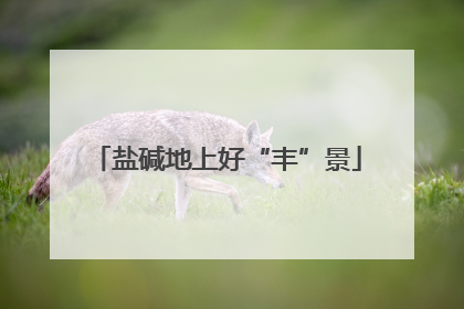 盐碱地上好“丰”景