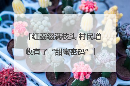 红荔缀满枝头 村民增收有了“甜蜜密码”