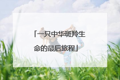 一只中华斑羚生命的最后旅程