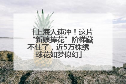 上海人速冲！这片“新娘捧花”阶梯藏不住了，近5万株绣球花如梦似幻