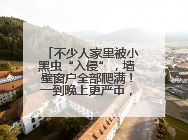 不少人家里被小黑虫“入侵”，墙壁窗户全部爬满！一到晚上更严重，还有一股臭味