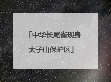 中华长尾雀现身太子山保护区