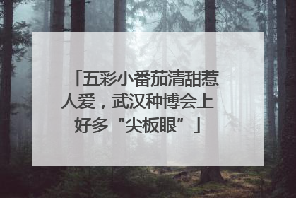 五彩小番茄清甜惹人爱，武汉种博会上好多“尖板眼”