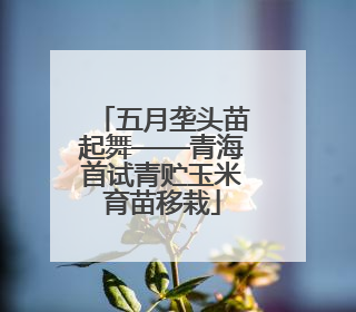 五月垄头苗起舞——青海首试青贮玉米育苗移栽
