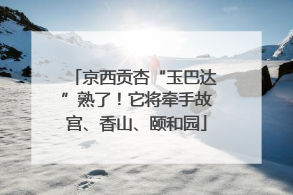 京西贡杏“玉巴达”熟了！它将牵手故宫、香山、颐和园