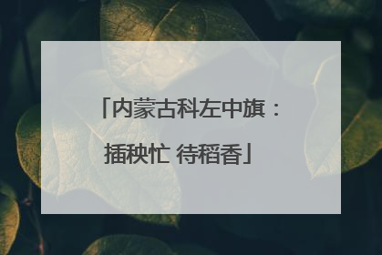 内蒙古科左中旗：插秧忙 待稻香