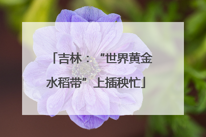 吉林：“世界黄金水稻带”上插秧忙