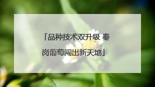 品种技术双升级 秦岗葡萄闯出新天地