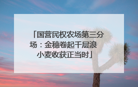 国营民权农场第三分场：金穗卷起千层浪 小麦收获正当时