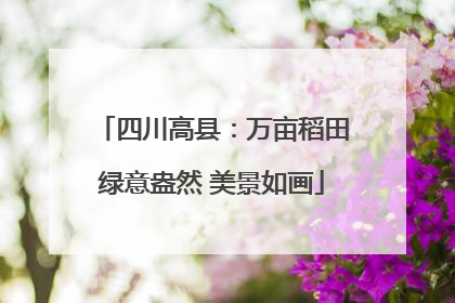 四川高县：万亩稻田绿意盎然 美景如画