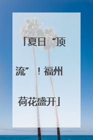 夏日“顶流”！福州荷花盛开