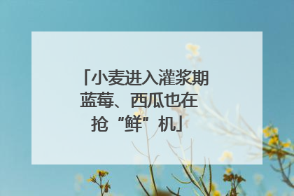 小麦进入灌浆期 蓝莓、西瓜也在抢“鲜”机