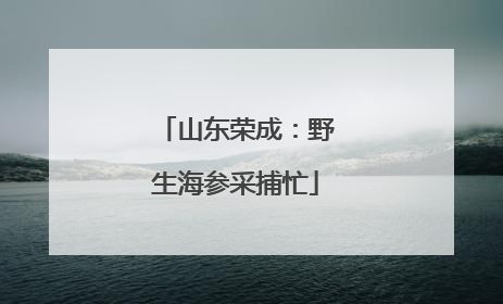 山东荣成：野生海参采捕忙