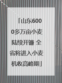 山东6000多万亩小麦陆续开镰 全省将进入小麦机收高峰期