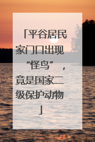 平谷居民家门口出现“怪鸟”，竟是国家二级保护动物