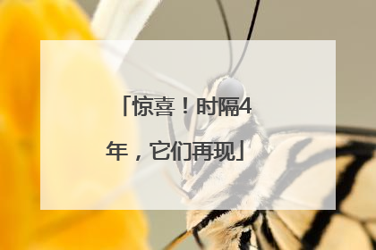 惊喜！时隔4年，它们再现