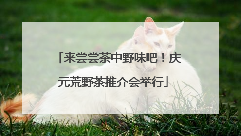 来尝尝茶中野味吧！庆元荒野茶推介会举行