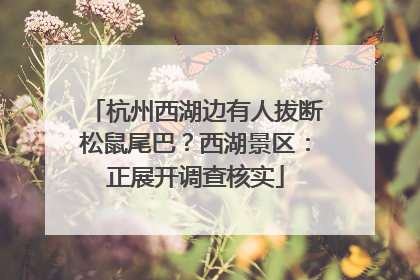 杭州西湖边有人拔断松鼠尾巴？西湖景区：正展开调查核实