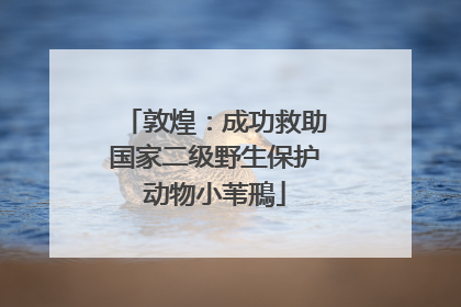 敦煌：成功救助国家二级野生保护动物小苇鳽