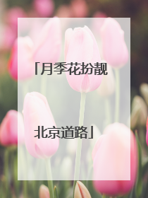 月季花扮靓北京道路