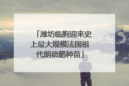 潍坊临朐迎来史上最大规模法国祖代朗德鹅种苗