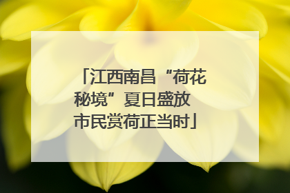 江西南昌“荷花秘境”夏日盛放 市民赏荷正当时
