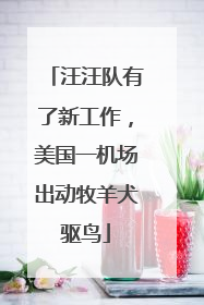 汪汪队有了新工作，美国一机场出动牧羊犬驱鸟