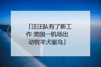 汪汪队有了新工作 美国一机场出动牧羊犬驱鸟