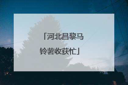 河北昌黎马铃薯收获忙
