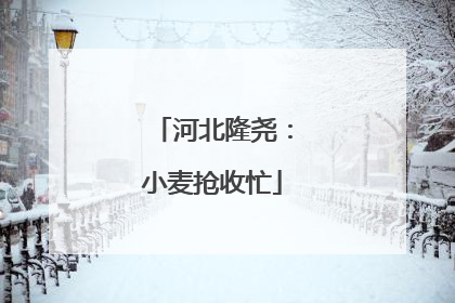 河北隆尧：小麦抢收忙