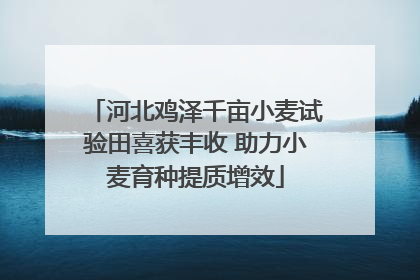 河北鸡泽千亩小麦试验田喜获丰收 助力小麦育种提质增效