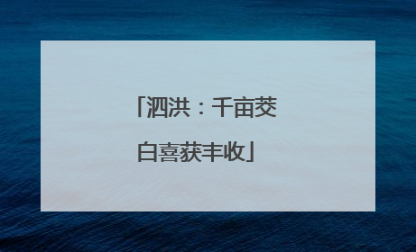 泗洪：千亩茭白喜获丰收