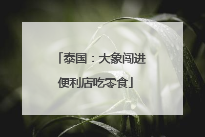 泰国：大象闯进便利店吃零食