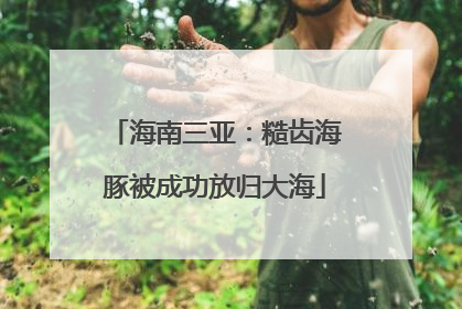 海南三亚：糙齿海豚被成功放归大海