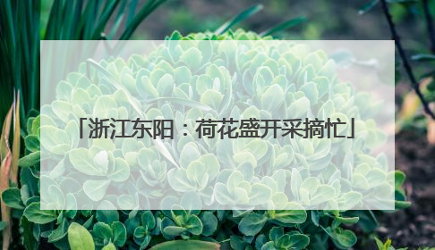 浙江东阳：荷花盛开采摘忙