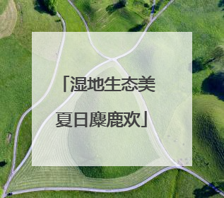 湿地生态美 夏日麋鹿欢