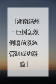 湖南靖州：巨树轰然倒塌前紧急管制成功避险