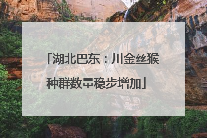 湖北巴东：川金丝猴种群数量稳步增加