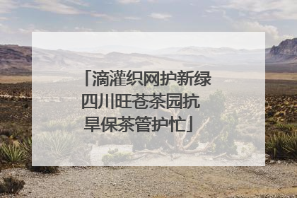 滴灌织网护新绿 四川旺苍茶园抗旱保茶管护忙