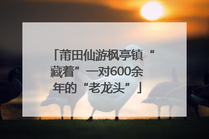 莆田仙游枫亭镇“藏着”一对600余年的“老龙头”