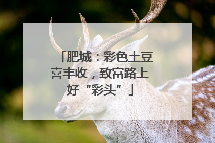 肥城：彩色土豆喜丰收，致富路上好“彩头”