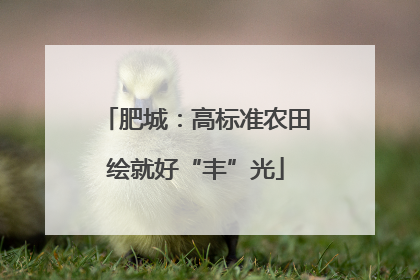 肥城：高标准农田绘就好“丰”光