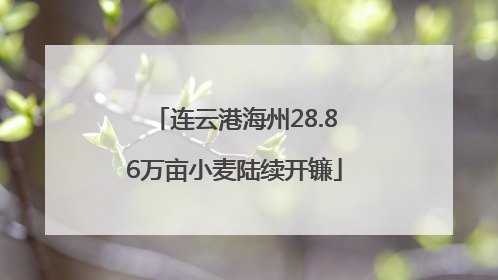 连云港海州28.86万亩小麦陆续开镰