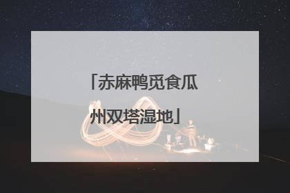 赤麻鸭觅食瓜州双塔湿地