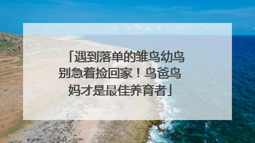 遇到落单的雏鸟幼鸟别急着捡回家！鸟爸鸟妈才是最佳养育者