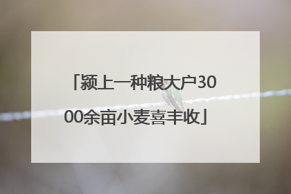 颍上一种粮大户3000余亩小麦喜丰收